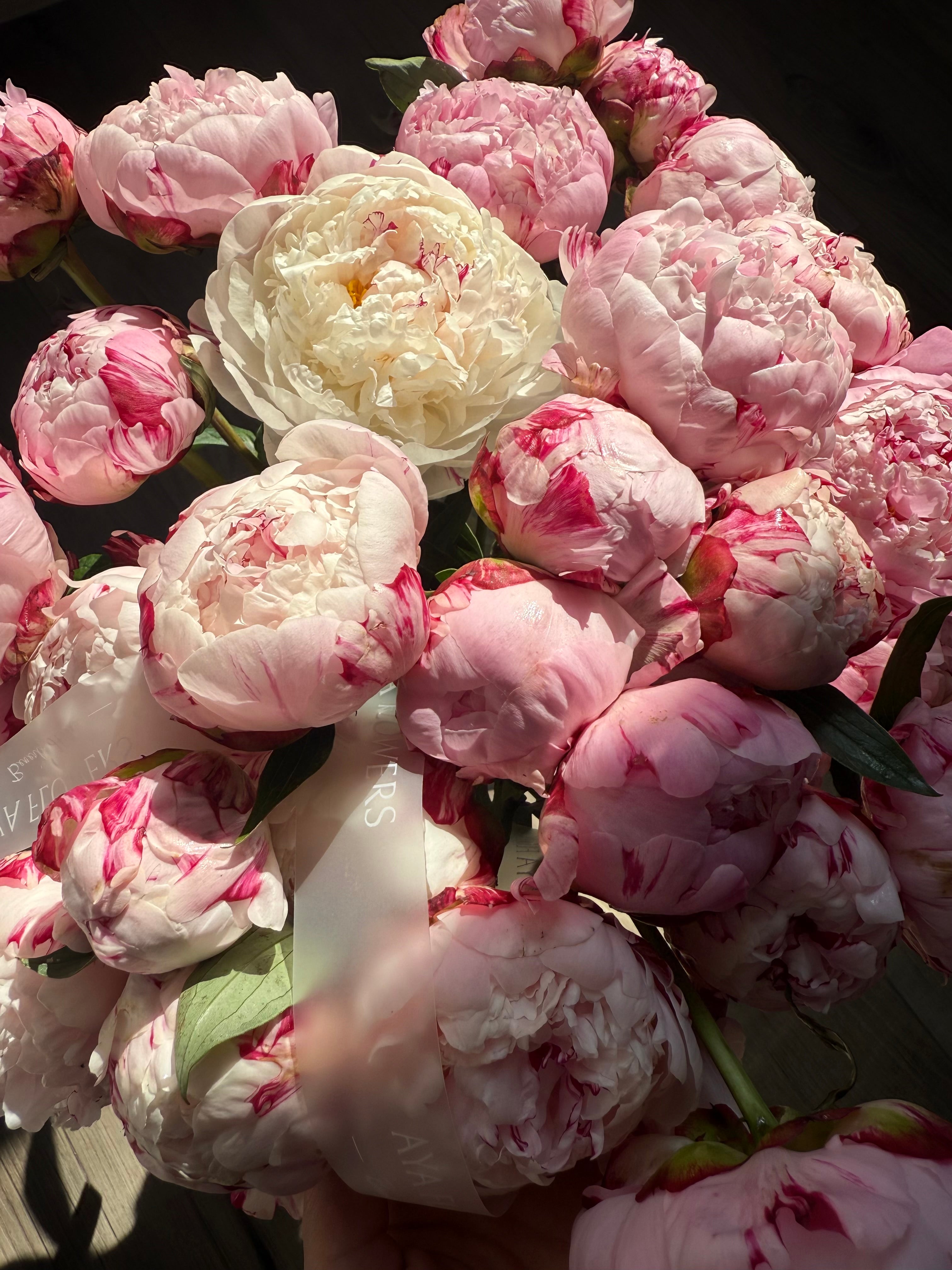 No.1 Peonies